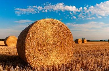 Hongrie : Une agriculture riche et variée